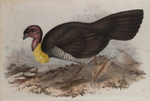 JOHN GOULD (1804-1881), Talegalla Lathami (brush turkey), hand-coloured lithograph, descriptive page verso, ​​​​​​​37 x 53cm, 67 x 82cm overall.