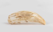 A vintage sperm whale tooth with affixed paper label, mid 20th century, ​​​​​​​12cm long.