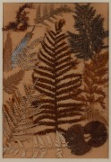 An antique Australian fern display in later oak frame, 19th century, 58 x 45cm overall.