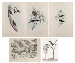 Two mounted 1789 copperplate engravings titled "Male Superb Warbler" and "Female Superb Warbler", both 39.5 x 29cm overall, together with seven lithographs featuring Australian fauna (dingo, bearded dragon etc.), mostly coloured 19th century examples, fro