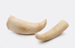 Two whale's teeth with polished tips, 19th/20th century, 10.5cm and 11cm high.