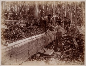 [TASMANIA] large albumen photograph by J. W. BEATTIE of Grey. Bros. showing timber cutters in the bush, circa 1890. corner mounted on card, sheet size 17 x 22.5cm.