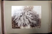 Large album with title to spine "Views in Queensland, Australia", circa 1897, hand illustrated title page with 53 images, majority 19.5 x 24cm. ​​​​​​​Includes North Isis Sugar Mill, Canning Downs, Botanic Gardens, Hay stacking, Emu Vale Waterfalls, Rockh - 7