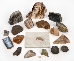 FOSSILS & MINERAL SPECIMENS including an attractive crustacean examples and assorted bivalves, (qty).