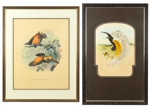 ARTIST UNKNOWN, (birds of paradise), watercolour, signed lower right "Dale", 46 x 33cm, 86 x 55cm overall. Together with a limited edition facsimile print of birds of paradise, 77 x 62cm overall. (2 items).