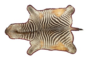 A vintage zebra skin rug with black felt backing, 20th century, ​​​​​​​300 x 205cm