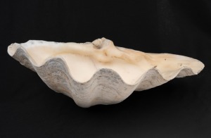 A giant clam shell (drilled for drainage), ​​​​​​​35cm wide.