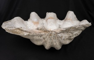 A giant clam shell, 46cm wide.