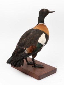 A taxidermy duck, mounted on timber base, early to mid 20th century, 46cm high.