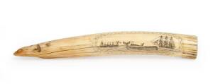 WALRUS TUSK: Scrimshaw decoration of a whaling scene & inscribed "First Mate. Thomas Payne. Ship Balfour. 1851". 33.5cm