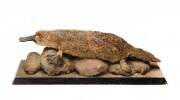 TAXIDERMIED PLATYPUS: Late 19th century to Early 20th century mounted on kauri pine & papier mache base. Platypus length 54cm. RARE