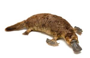 Taxidermied PLATYPUS, early 20th century. With facsimile hand written note "To the grandchild who should be intrusted. This was stuffed & mounted by your Great Grandfather Carmelo Mastorana. Year about 1912 (or there about) Australian Platypus or Ornithor
