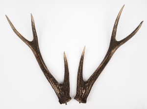 A pair of samba deer antlers, 62cm long