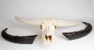 Water Buffalo skull & horns of impressive proportions, approximately 120cm span