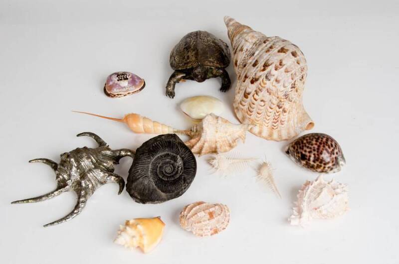 Natural history collection including shells, Amethyst mineral specimens, fossil, silver coated shell & turtle. 50+ items 