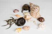 Natural history collection including shells, Amethyst mineral specimens, fossil, silver coated shell & turtle. 50+ items&nbsp;