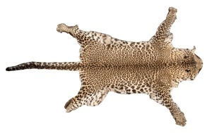 A vintage cheetah skin rug, mid 20th century, 218 x 135cm.