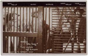 c1910 Convict Ship "Notorious Kelly Gang. Their capture cost $115,000. Copyright by the Convict Ship". G/VG.