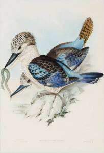 JOHN GOULD (1804-1881) Dacelo Leachii (Leach's Kingfisher)