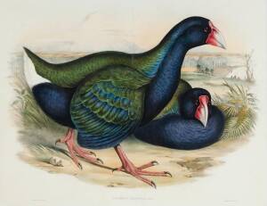 JOHN GOULD (1804-1881) Notornis Mantelli (Birds of Australia Supplement)