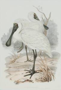 JOHN GOULD (1804-1881)Platalea Regia (Royal Spoonbill)lithograph52 x 35cm