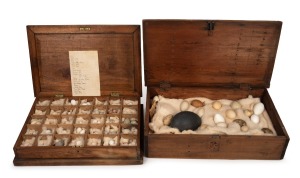 Antique bird egg display, housed in two timber boxes, 19th/early 20th century, ​​​​​​​the larger 57cm wide.