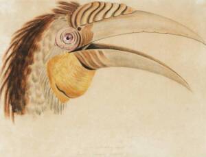 SALOMON MULLER (German, 1804-1864) Attributed: Wreathed Hornbill Buceros plicatus Lath. Watercolour on paper, c1827-37. (N.B Additional notes available please ask staff for assistance). 25.5 x 33.5cm 