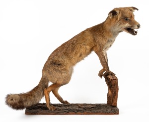A vintage taxidermied prowling fox on freestanding timber mount, 20th century.