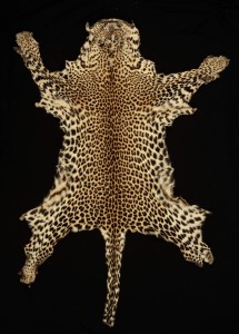 An African leopard skin, circa 1970. Accompanied by a signed statutory declaration. 173 x 128cm.