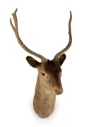 A taxidermied deer head, 70cm high, 46cm across the rack.