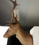 A taxidermied deer head, 70cm high, 46cm across the rack. - 2