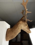 A taxidermied deer head, 70cm high, 46cm across the rack. - 3
