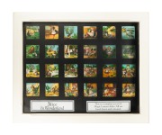 ALICE IN WONDERLAND: Set of 24 hand-illustrated glass slides for magic lantern, framed and glazed (with glass backing); 58 x 71cm overall.