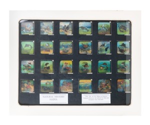 Group of 24 hand-illustrated marine animal natural history glass slides for magic lantern; framed and glazed (with glass backing), 56.5 x 71cm overall.