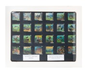 Group of 24 hand-illustrated marine animal natural history glass slides for magic lantern; framed and glazed (with glass backing), 56.5 x 71cm overall.