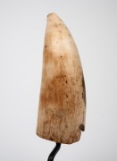 A scrimshaw whale's tooth with engraved interior scene, mounted on later bespoke stand, ​​​​​​​the tooth 11.5cm high. - 3