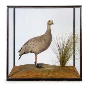 An antique taxidermy Cape Barren goose in an antique ebonized timber glazed case, 19th century, 80cm high, 80cm wide, 49cm deep.