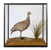 An antique taxidermy Cape Barren goose in an antique ebonized timber glazed case, 19th century, 80cm high, 80cm wide, 49cm deep.