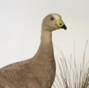 An antique taxidermy Cape Barren goose in an antique ebonized timber glazed case, 19th century, 80cm high, 80cm wide, 49cm deep. - 2