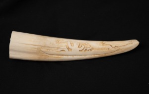 An Inuit carved walrus tusk with carved seal hunting scene, 17cm long.
