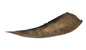 Whale baleen specimen, 19th/20th century, 91cm long.