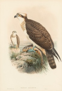 JOHN GOULD (1804-1881), Pandion Haliaëtus (Osprey), hand-coloured lithograph, 52 x 36cm, 74 x 57cm overall.