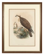 JOHN GOULD (1804-1881), Pandion Halia&euml;tus (Osprey), hand-coloured lithograph, 52 x 36cm, 74 x 57cm overall. - 2