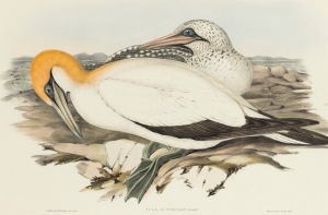 JOHN GOULD (1804-1881), Sula Australis (Australasian gannet), hand-coloured lithograph, descriptive page affixed verso, 34 x 51cm, 56 x 72cm overall.