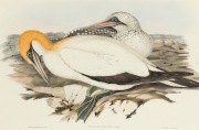 JOHN GOULD (1804-1881), Sula Australis (Australasian gannet), hand-coloured lithograph, ​​​​​​​descriptive page affixed verso, 34 x 51cm, 56 x 72cm overall.