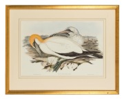 JOHN GOULD (1804-1881), Sula Australis (Australasian gannet), hand-coloured lithograph, ​​​​​​​descriptive page affixed verso, 34 x 51cm, 56 x 72cm overall. - 2