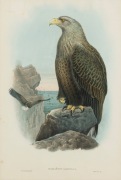 JOHN GOULD (1804-1881), Halia&euml;tus Albicilla (Sea Eagle), hand-coloured lithograph, ​​​​​​​54 x 37cm, 85 x 67cm overall.