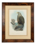 JOHN GOULD (1804-1881), Halia&euml;tus Albicilla (Sea Eagle), hand-coloured lithograph, ​​​​​​​54 x 37cm, 85 x 67cm overall. - 2