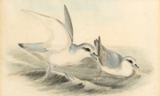 ELIZABETH GOULD (attributed), (1804-1841), Pachyptila Turtur (Fairy Prions), watercolour, titled on the mount lower centre, ​​​​​​​28 x 46cm, 50 x 66cm overall.