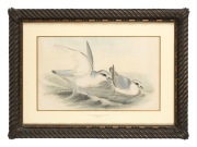 ELIZABETH GOULD (attributed), (1804-1841), Pachyptila Turtur (Fairy Prions), watercolour, titled on the mount lower centre, ​​​​​​​28 x 46cm, 50 x 66cm overall. - 2